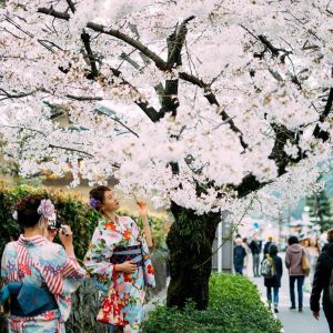 Tempat Terbaik Melihat Sakura di Tokyo 2025